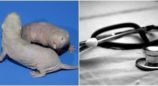 Naked mole rat genes can extend human life (5 photos)