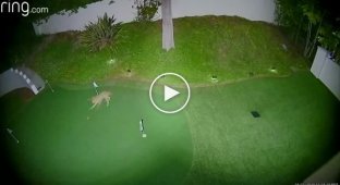 Веселая игра койота с мячом для гольфа
