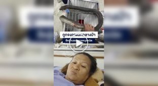 В Таиланде женщина руками поймала напавшую на нее кобру и приехала с ней в больницу