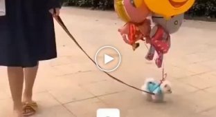Воздушные шарики и маленькая собака
