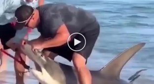 A hammerhead shark swam to the coast in search of a dentist