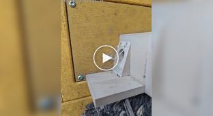 Обучение королевы шмелей