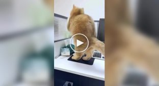 Критична невдача кота