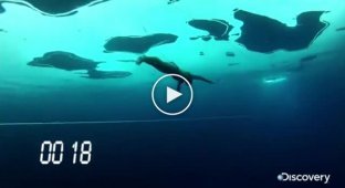 Мировой рекорд по расстоянию проплытому подо льдом