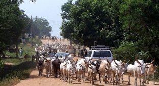 Cow bombing is a funny form of Indian protest (6 photos)