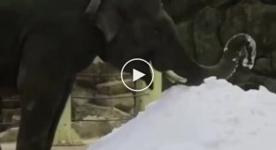 Reaction of an elephant who saw snow for the first time