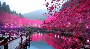 Освещенный вишневый сад (6 фото)