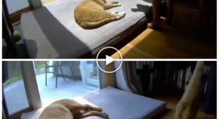 Как пес ложится рядом со спящим котом и наоборот