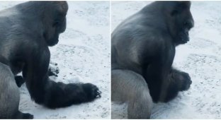 В зоопарке засняли, как горилла лепит снежки (3 фото + 1 видео)