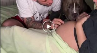 The dog met the baby before he was born