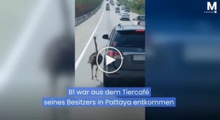 In Thailand, an ostrich ran alongside cars on a busy road.