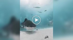 Shark tries to eat diver's camera