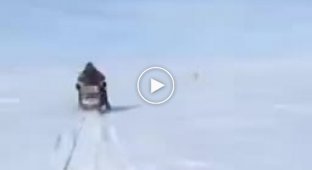 В Якутии белый медведь решил поиграть со снегокатчиками, но те этому явно не обрадовались