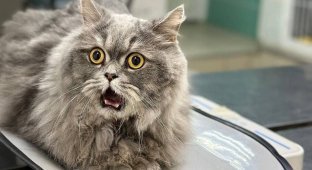 The most surprised cat (3 photos)