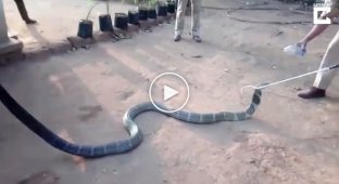 Suffering from thirst, the king cobra drank water from people
