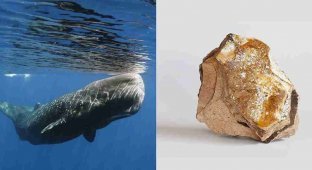Ambergris worth 500,000 euros found in sperm whale (4 photos)