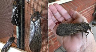 Giant moth invasion in Australia (7 photos)