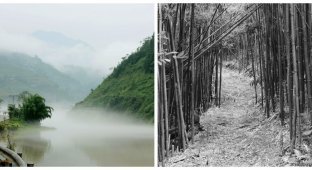 The terrible secret of the mystical Hollow of black bamboo (7 photos)