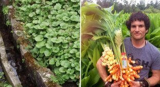 А вы и не знали: 10 фото, демонстрирующих, как растут известные продукты (24 фото)