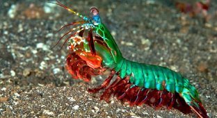 Legendary crayfish and alpha predator of the ocean (5 photos)