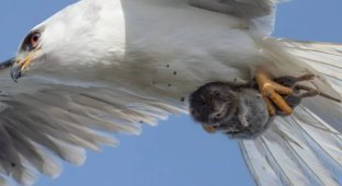 Американському фотографу вдалося зняти унікальний момент (2 фото)