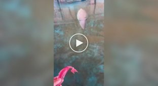Японець приручив каракатиці