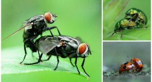 Любовное настроение: как насекомые делают это (21 фото)