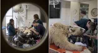 Veterinarians operated on a bear's spine for the first time (8 photos)