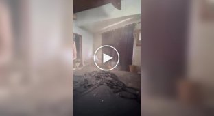 Коты эффектно появились в кадре