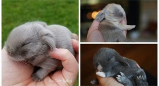 25 милых маленьких кроликов, которые растопят ваше сердце (26 фото)
