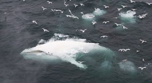 Белый кит (13 фото)