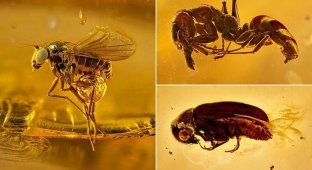 Потрясающие макроснимки древних насекомых в янтаре (6 фото)