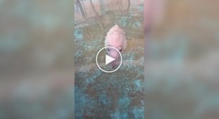 Что это за лавкрафтианский монстр