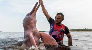 Beautiful top predator: 10 interesting facts about the pink dolphin (6 photos)