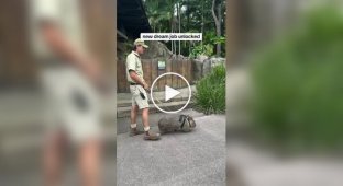 В Австралии наняли людей, которые гуляют с вомбатами