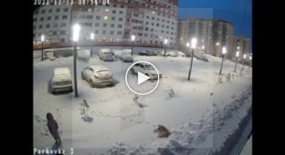 A pack of dogs attacked a schoolgirl in Russia