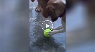 Dogs trying to pick up a ball frozen in the ice