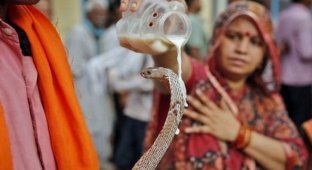 Snake festival Nag Panchami: why do Hindus worship reptiles? (7 photos)