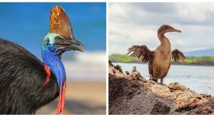 12 amazing birds that forgot how to fly (13 photos)