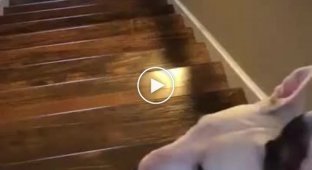 Собака нашла странный способ спускаться по лестнице