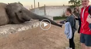A clear example of how an elephant can kick