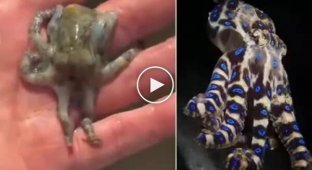 Турист на Филиппинах едва не погиб, взяв в руки одного из самых ядовитых осьминогов