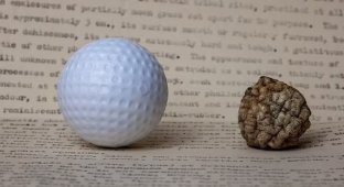 Scientist pretended to be a golf ball for an unknown mushroom for several decades (4 photos)