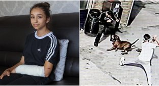 An 11-year-old British girl was attacked by an American bully: they want to ban the breed (6 photos + 1 video)