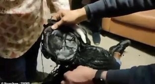 Контрабандистка попыталась провести кокаин под париком (5 фото + 1 видео)