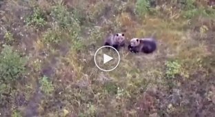 Husky settled with bears