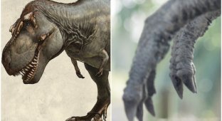 Why did tyrannosaurs have such small legs (5 photos)