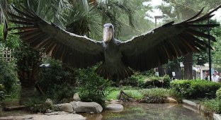 Китоглав: птица, у которой птенцы ненавидят друг друга (6 фото)
