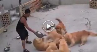 The Chinese used a proven method to separate puppies