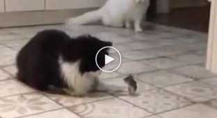 Some wrong mouse is trying to negotiate with a cat